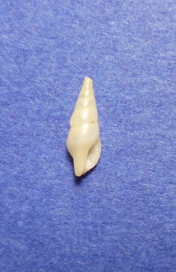 Mitrella minor